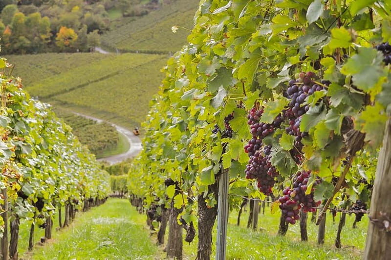 Stuttgart: Wine hike with wine tasting - The Experience of the Hike and Wine Tasting