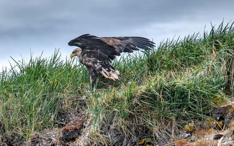 Stykkishólmur: Puffin and Wildlife Boat Tour - Discovering Iceland’s Coastal Wonders: Stykkishólmur’s Puffin and Wildlife Boat Tour