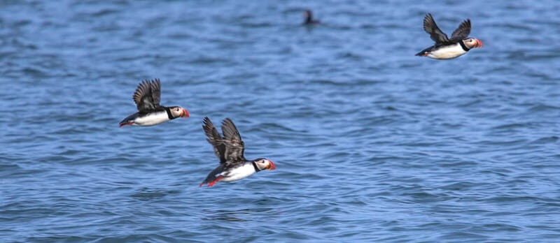 Stykkishólmur: Puffin and Wildlife Boat Tour - Key Points