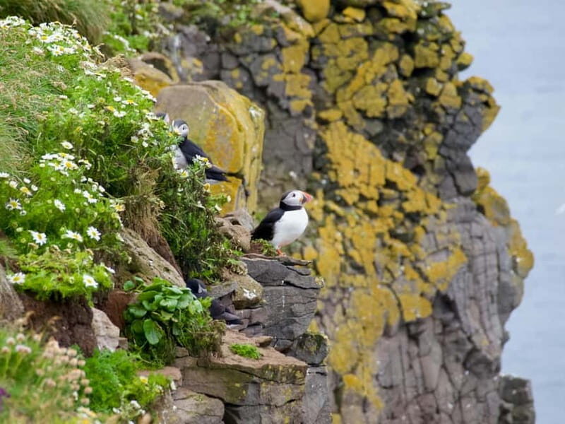 Stykkishólmur: Puffin and Wildlife Boat Tour - Final Thoughts: Who Should Book This Tour?