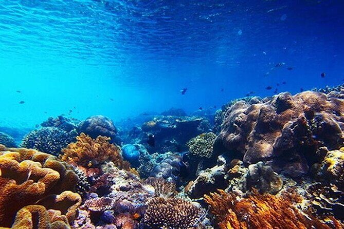 Subsea Subsee - An In-Depth Look at the Subsee Explorer Tour