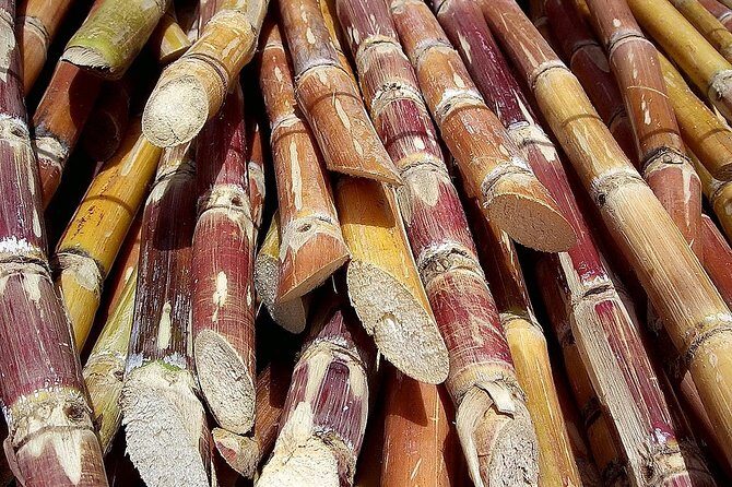 Sugar Cane Hacienda El Paraiso & Nature Day Tour - An In-Depth Look at the Hacienda El Paraiso & Nature Day Tour