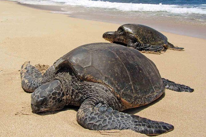 Sukamade Turtle Land Beach (2D1N) - An in-depth look at the Sukamade Turtle Land Beach tour