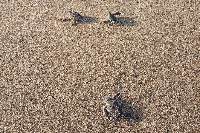 Sukamade Turtle Land Beach (2D1N) - Why this tour truly stands out