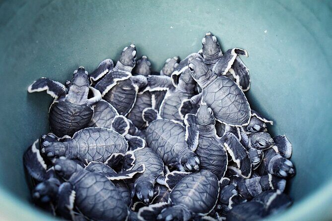 Sukamade Turtle Land Beach (2D1N) - Final thoughts: Is this tour right for you?