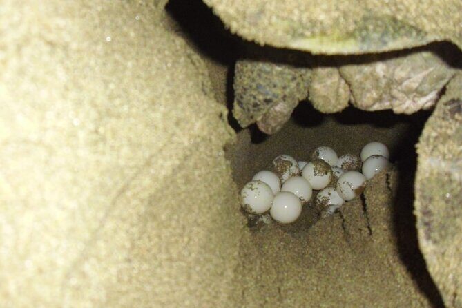 Sukamade Turtle Land Beach (2D1N) - FAQ