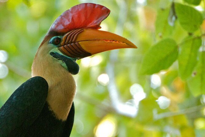 Sulawesi Tangkoko National Park Private Tour - Discovering the Wilderness of Tangkoko National Park