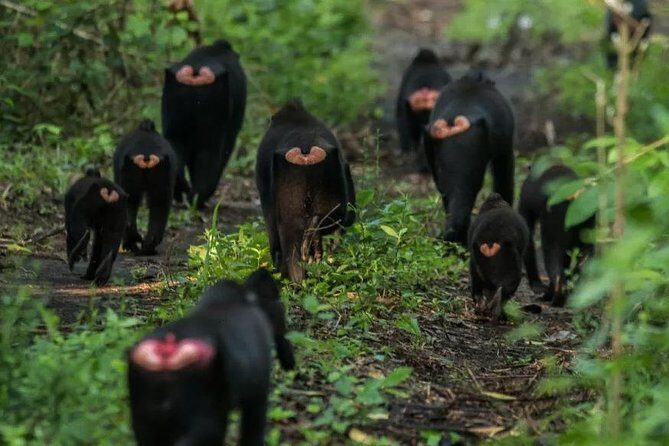 Sulawesi Tangkoko National Park Private Tour - The Days Itinerary and Practicalities