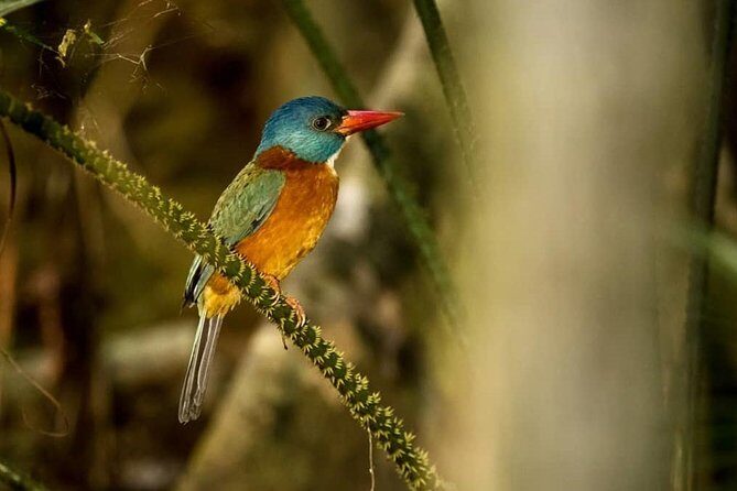 Sulawesi Tangkoko National Park Private Tour - The Value of the Tour