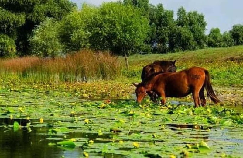 Sulina: Letea Forest Day Trip - Sulina: Letea Forest Day Trip - An Authentic Danube Delta Adventure