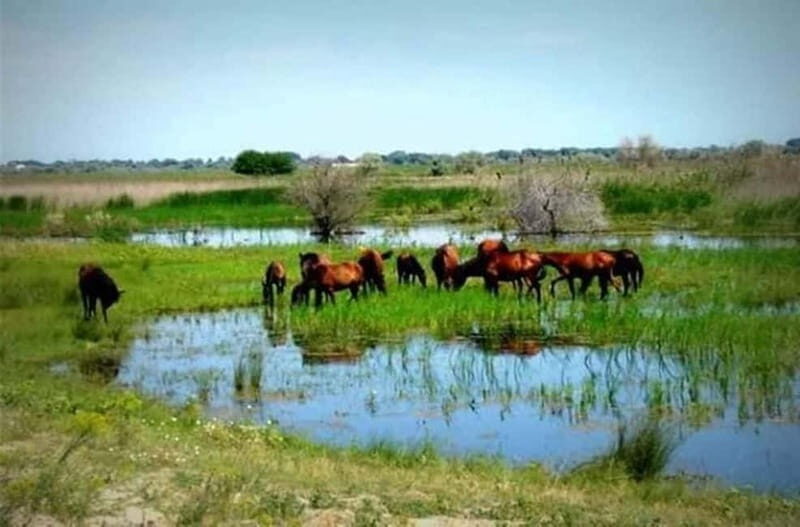 Sulina: Letea Forest Day Trip - Key Points