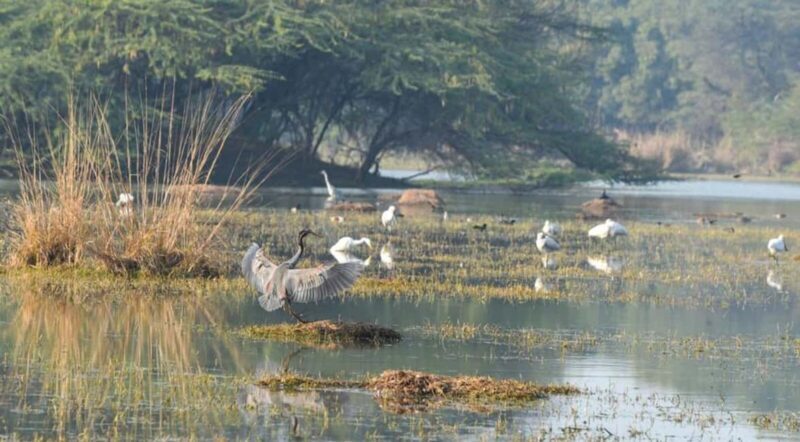 Sultanpur Bird Sanctuary: 2-Day Tour from Delhi - An In-Depth Look at the Sultanpur Bird Sanctuary Tour