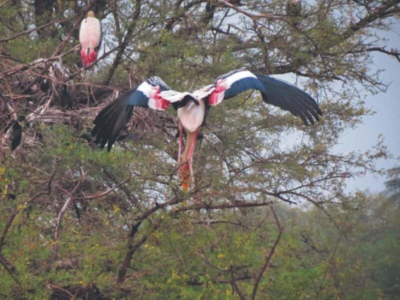 Sultanpur Bird Sanctuary: 2-Day Tour from Delhi - What to Expect: A Detailed Breakdown