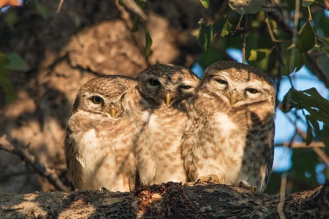 Sultanpur Bird Sanctuary Tour Near Delhi - Key Points