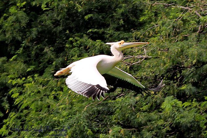 Sultanpur The wonder of Birding from Delhi - FAQs