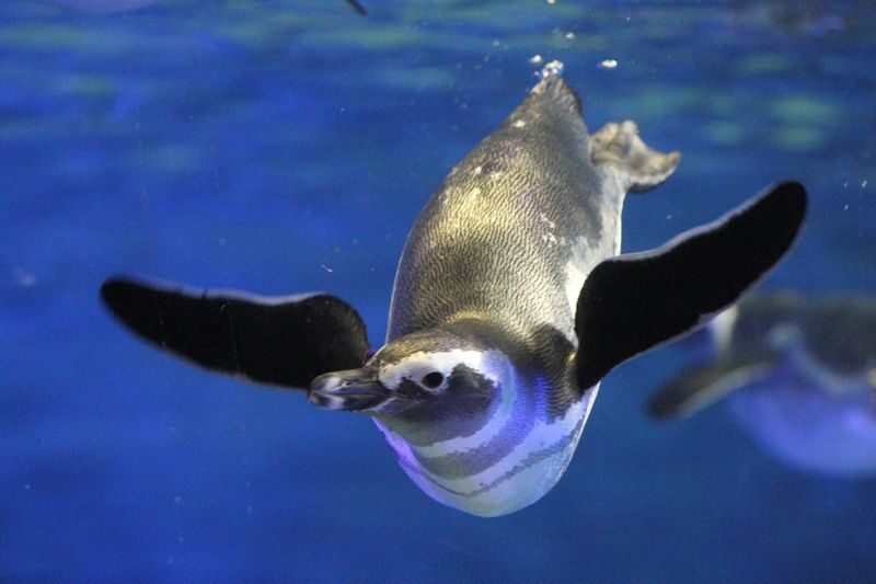 Sumida Aquarium Ticket in Tokyo - The details worth knowing