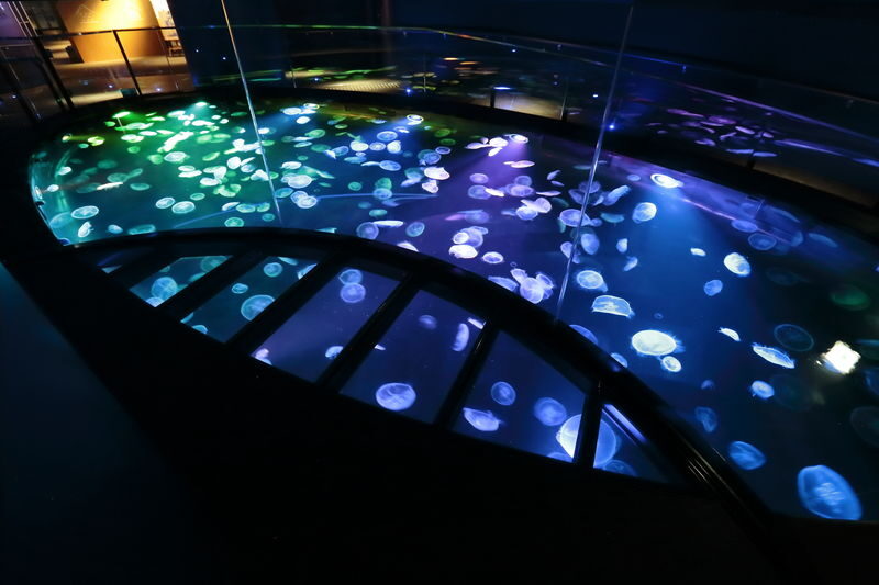 Sumida Aquarium Ticket in Tokyo - What an hour inside feels like