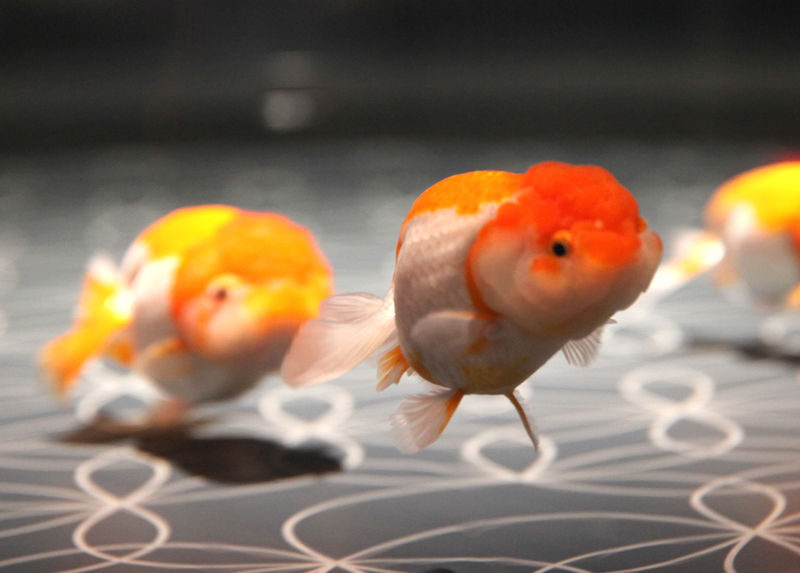 Sumida Aquarium Ticket in Tokyo - Buying the ticket and understanding the price