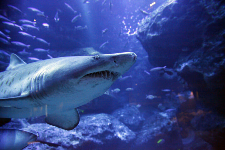 Sumida Aquarium Ticket in Tokyo - Who will enjoy Sumida Aquarium most