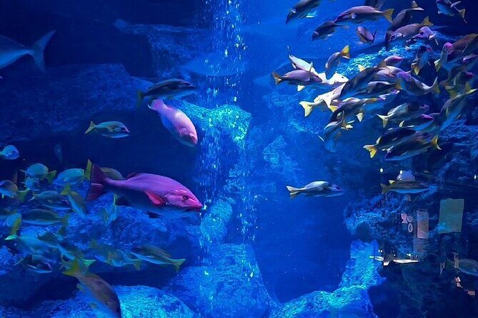 Sumida Aquarium Ticket Tokyo - Key Points