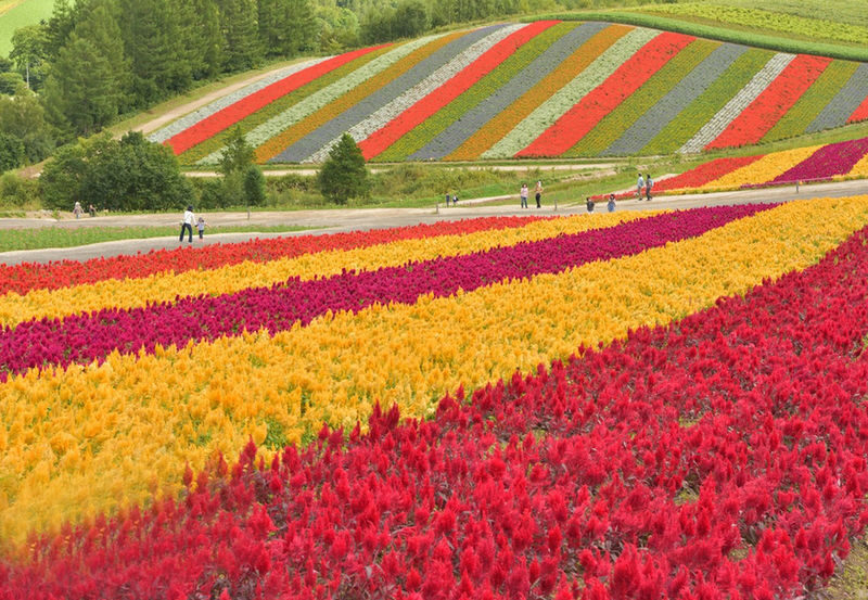 Summer 11 AM Departure: Shikisai no Oka & Farm Tomita & Blue Pond & Waterfall & Ningle Terrace Illumination Day Tour - Leaving Sapporo after breakfast