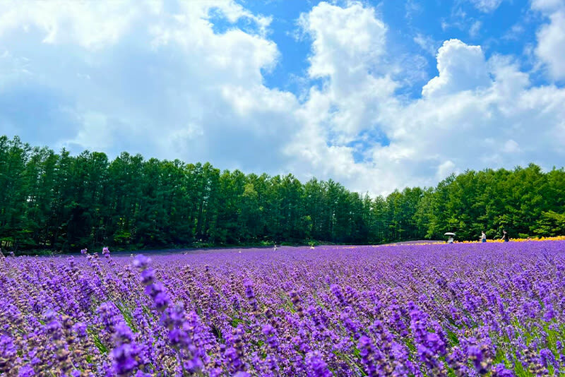 Summer 11 AM Departure: Shikisai no Oka & Farm Tomita & Blue Pond & Waterfall & Ningle Terrace Illumination Day Tour - Roller Coaster Road: a five-minute view from the bus