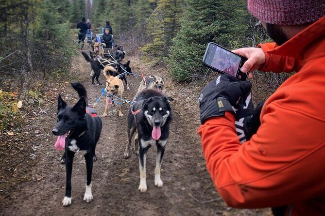 Summer Dog Sledding Adventure in Willow, Alaska - Key Points
