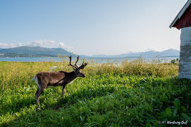 Summer Fjord Road Trip with Citizen Science with Wandering Owl - Who Will Love This Tour?