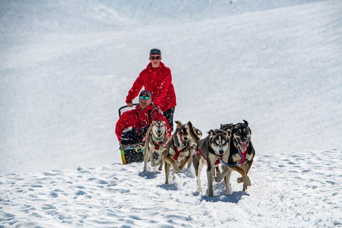 Summer Glacier Dogsledding Tour from Girdwood - The Complete Guide to the Summer Glacier Dogsledding Tour