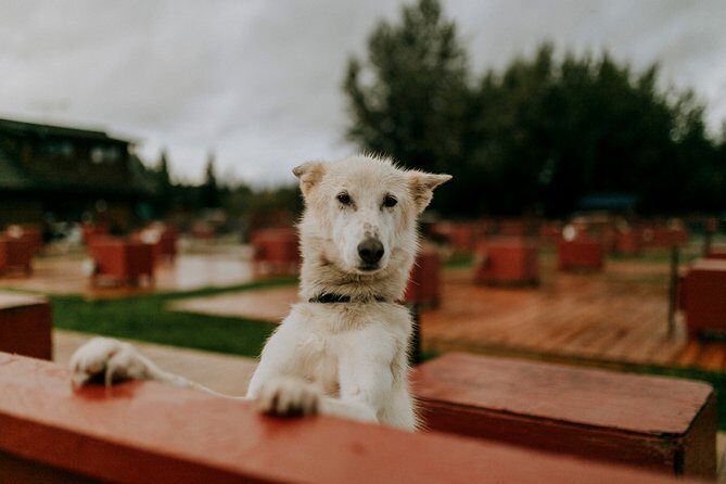 Summer Kennel Visit at Historic Trail Breaker Kennel - Final Thoughts
