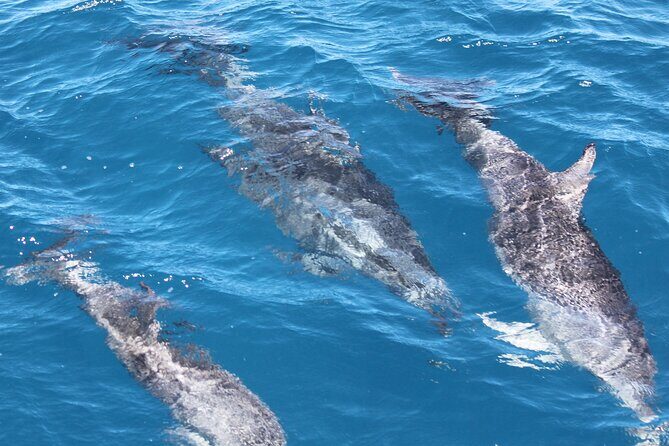 SUMMER K'gari (Fraser Island) Boom-net & Sightseeing Cruise - A Closer Look at the Experience