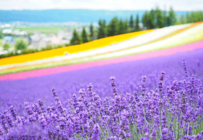 Summer Limited: Biei Furano Farm Tomita & Shikisai no Oka & Blue Pond & Waterfall Day Tour - A full day from Sapporo into Biei and Furano