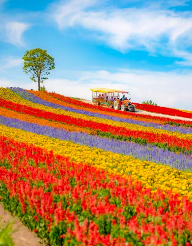 Summer Limited: Biei Furano Farm Tomita & Shikisai no Oka & Blue Pond & Waterfall Day Tour - The Roller Coaster Road: a quick country-view stop