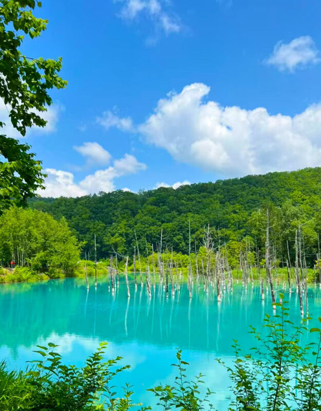 Summer Limited: Biei Furano Farm Tomita & Shikisai no Oka & Blue Pond & Waterfall Day Tour - Shirahige Falls: a short stop with a striking setting
