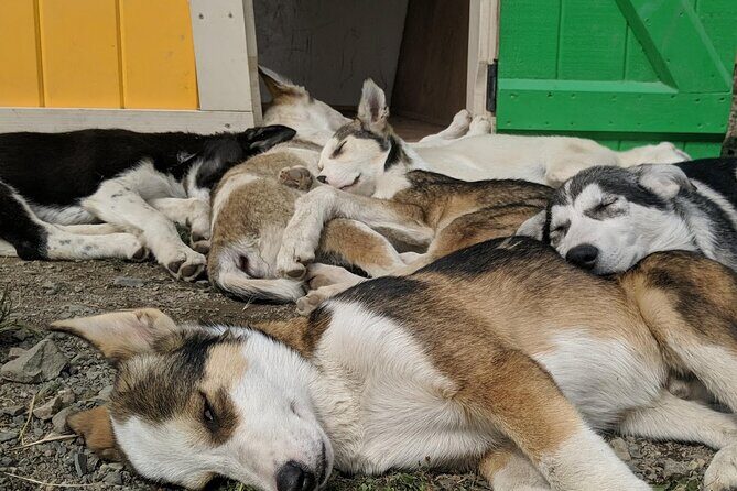 Summer Sled Dog Remote Yukon Camp & Summit Tour - FAQ