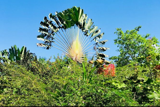 Sun Valley farm Tour - Exploring the Sun Valley Farm Tour in Ocho Rios