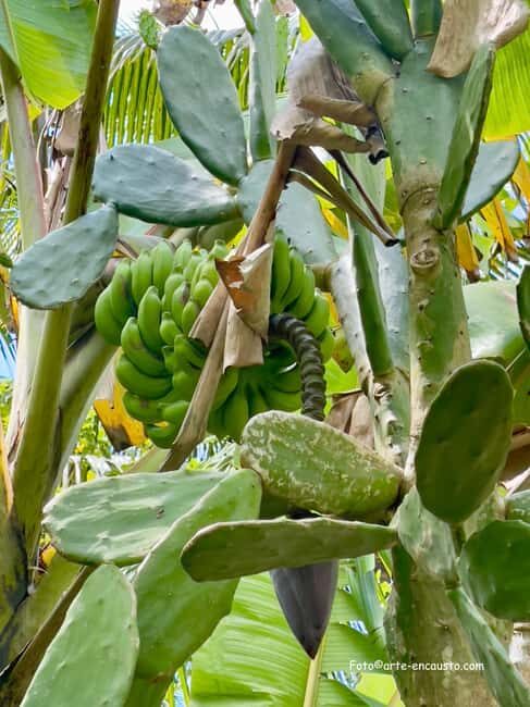 Sun Valley Plantation: Tropical paradise garden with hummingbirds - Key Points