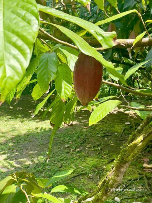 Sun Valley Plantation: Tropical paradise garden with hummingbirds - Exploring Sun Valley Plantation: What to Expect