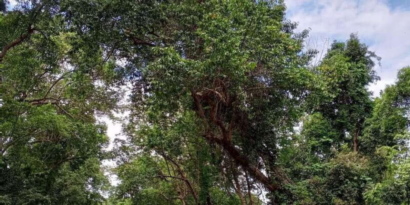 Sungai Berang Wildlife & Cultural Kayak Tour - Practical Tips for Your Trip