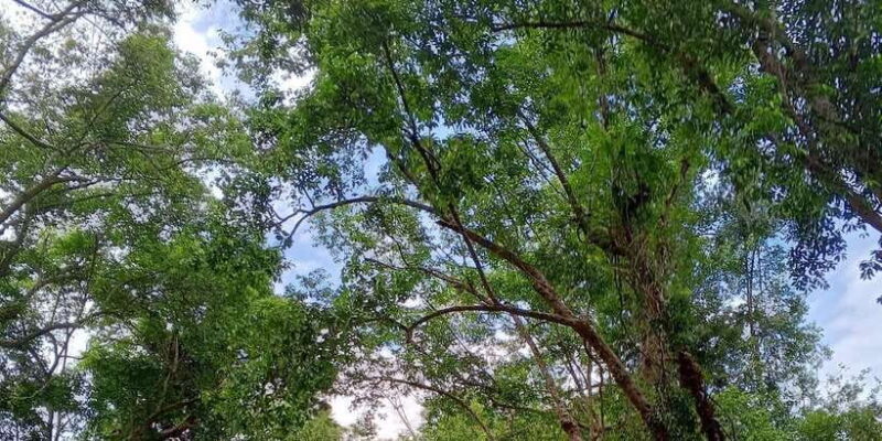 Sungai Berang Wildlife & Cultural Kayak Tour - Final Thoughts