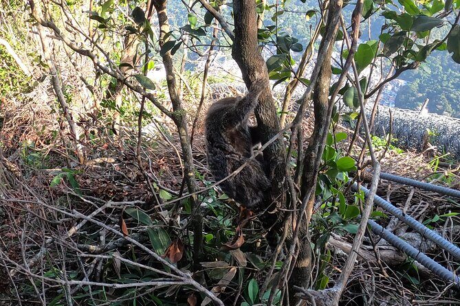 Sunrise at Morro 2 Irmãos - Vidigal - Rio de Janeiro - Who Should Consider This Tour?