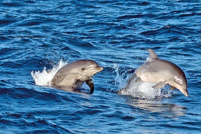 Sunrise Boat Trip in Mallorca with Dolphin-Watching - A Detailed Look at the Sunrise Dolphin-Watching Tour