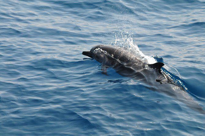 Sunrise dolphin watching experience and Bar Reef snorkelling Kalpitiya - Key Points