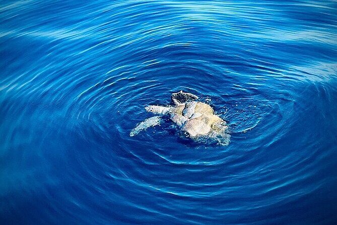 Sunrise EN the Ocean - Frequently Asked Questions