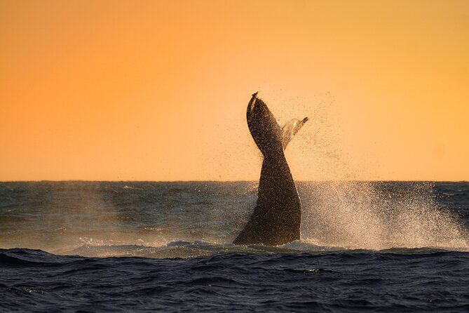 Sunrise Whale Watching boat tour with marine biologist - Key Points