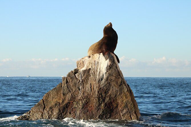 Sunrise Whale Watching boat tour with marine biologist - FAQ