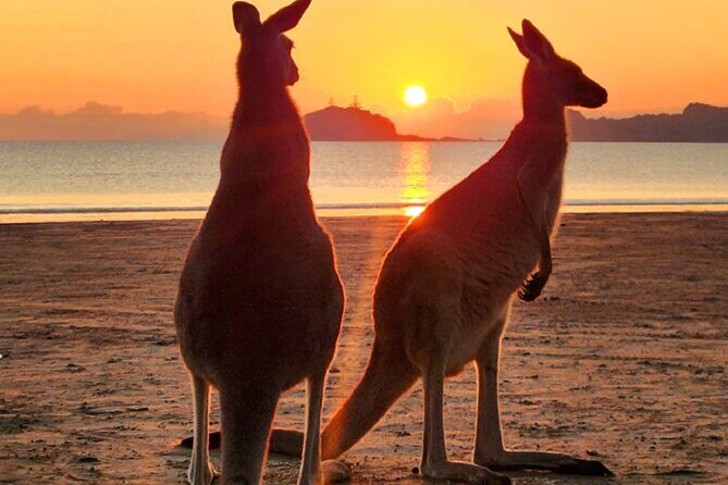 Sunrise with the kangaroos and wallabies - Key Points