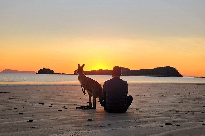 Sunrise with the kangaroos and wallabies - Scenic Drive Back to Airlie Beach