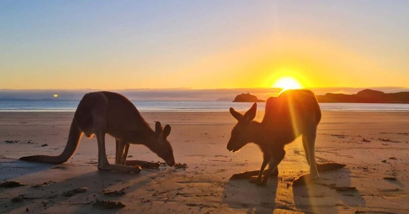 Sunrise with the Kangaroos & Wallabies - Airlie Beach - Frequently Asked Questions