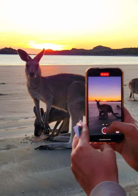 Sunrise with the Kangaroos & Wallabies - Airlie Beach - Final Thoughts